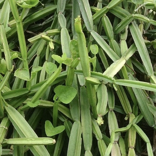 Pirandai Keerai Podi
