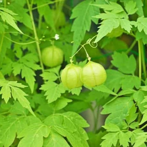Mudakathan Keerai Podi