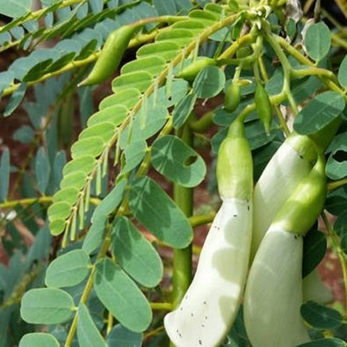 Agathi Keerai Podi