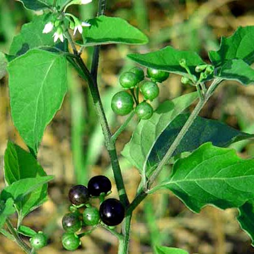 Manathakkali Keerai Podi